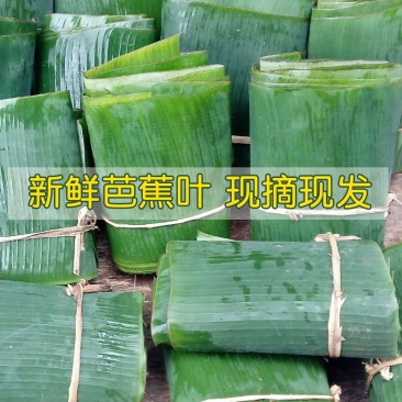 芭蕉叶、每天新鲜采割，当天发货、欢迎各位前来订购！！！