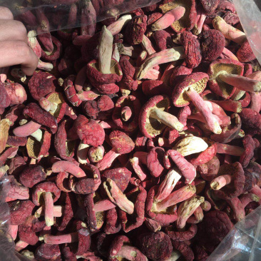 红菇干货伏牛山红香菌特产红椎菌月子菇蘑菇食用菌产地直发