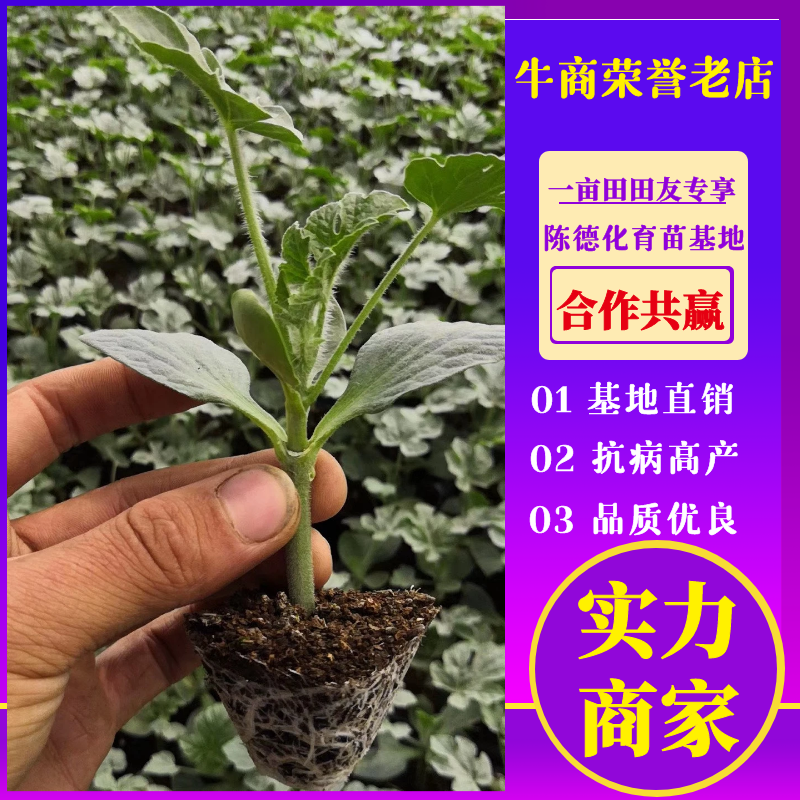 嫁接西瓜苗品种齐全，8424，美都，西农八号，育苗基地直供