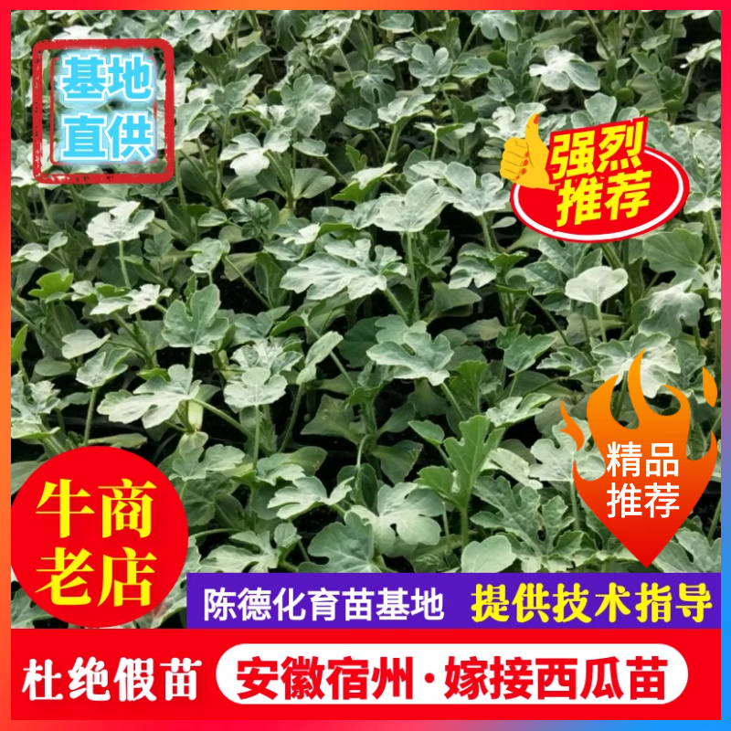 美都嫁接西瓜苗基地直供抗病高产品种优良技术指