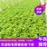 意大利生菜5两~6两产地直发保鲜技术好商超批发市场**