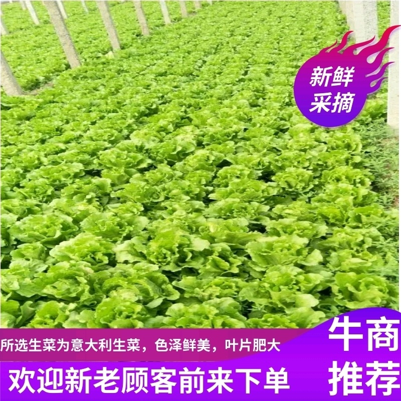 意大利生菜5两~6两产地直发保鲜技术好商超批发市场**