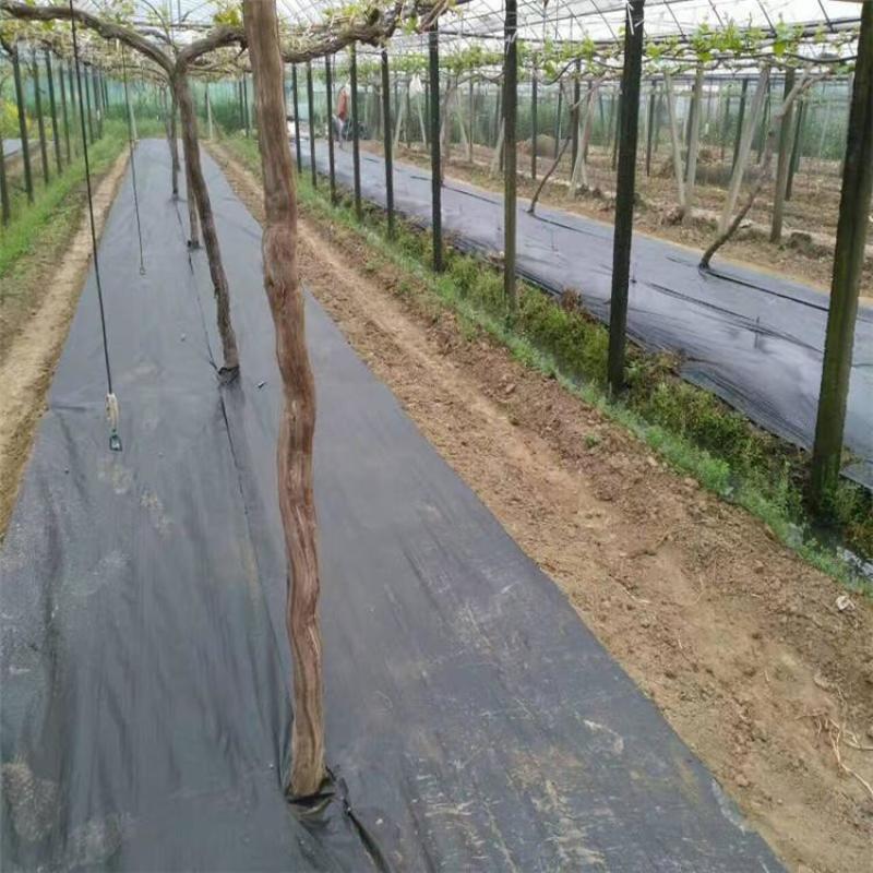 花卉果园防草布1米宽整卷pe防草布，多少钱
