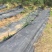 PE园艺地布农用火龙果除草布pp盖草布地膜