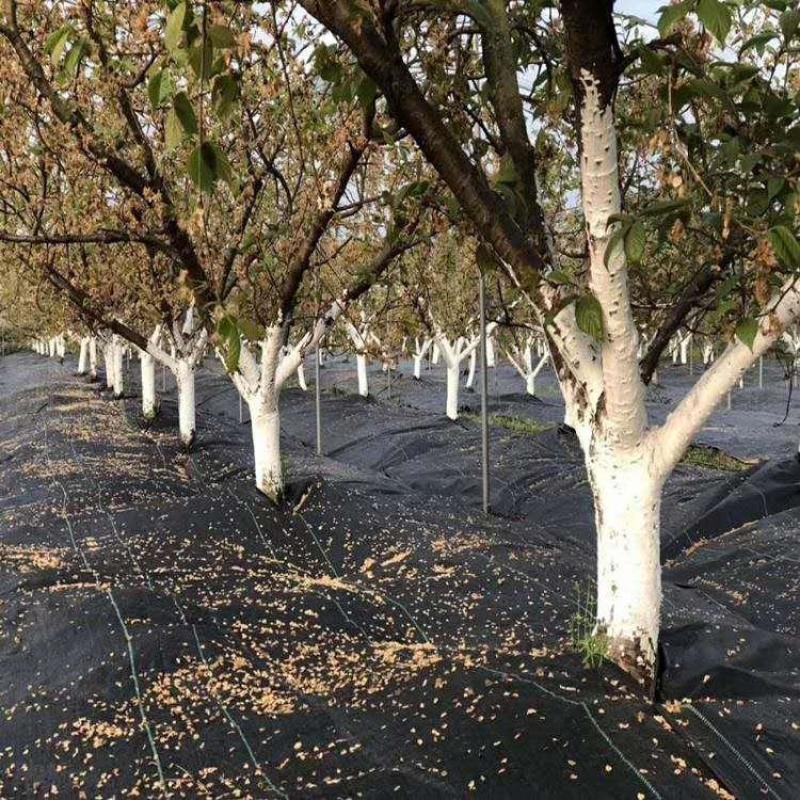 pE防草布除草地布厂家送地钉数量多少箱