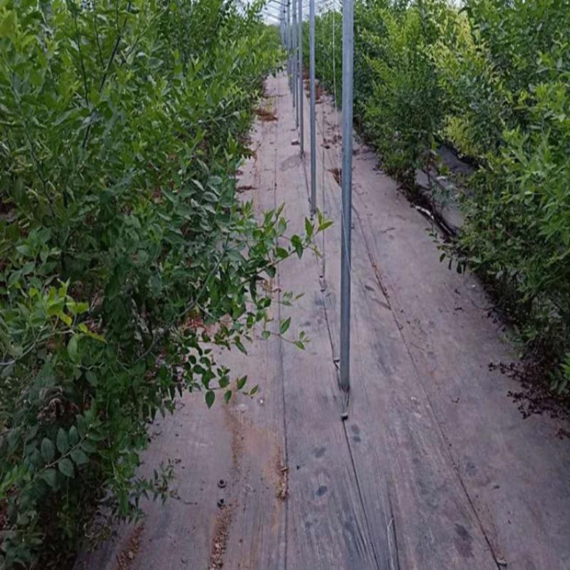 pE防草布除草地布厂家送地钉数量多少箱