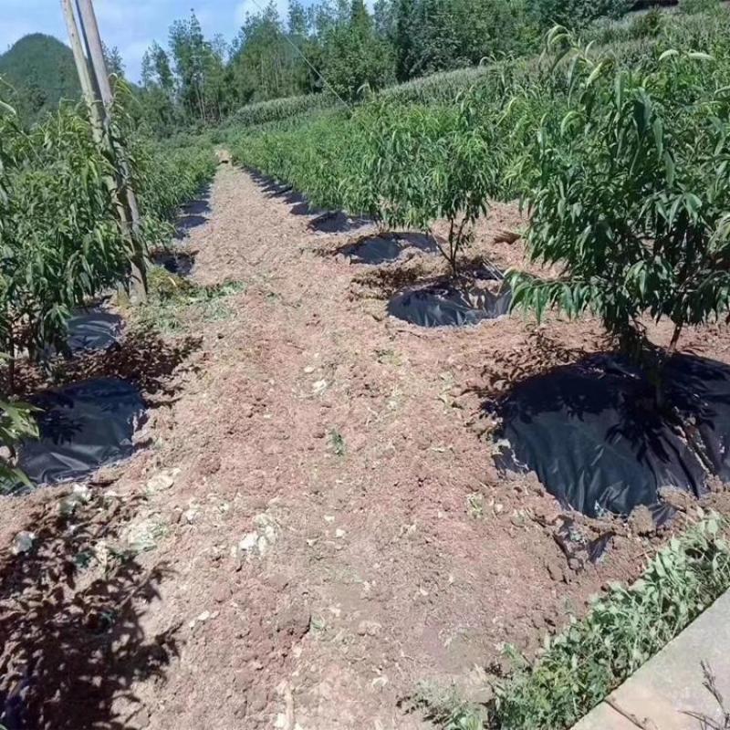 pE防草布除草地布厂家送地钉数量多少箱
