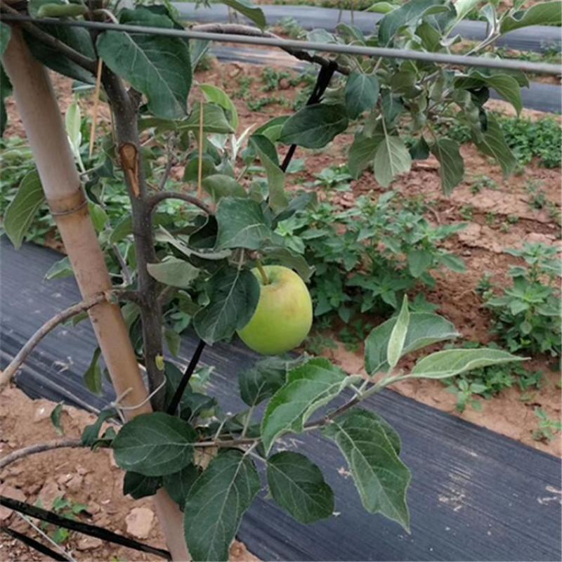 PE防草园艺地布一亩地价格，火龙果除草布