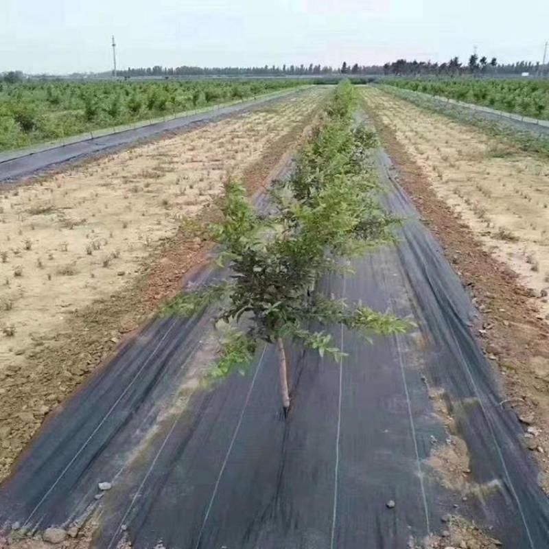 盖草布价格，PE防草布厂家，送16厘米地钉