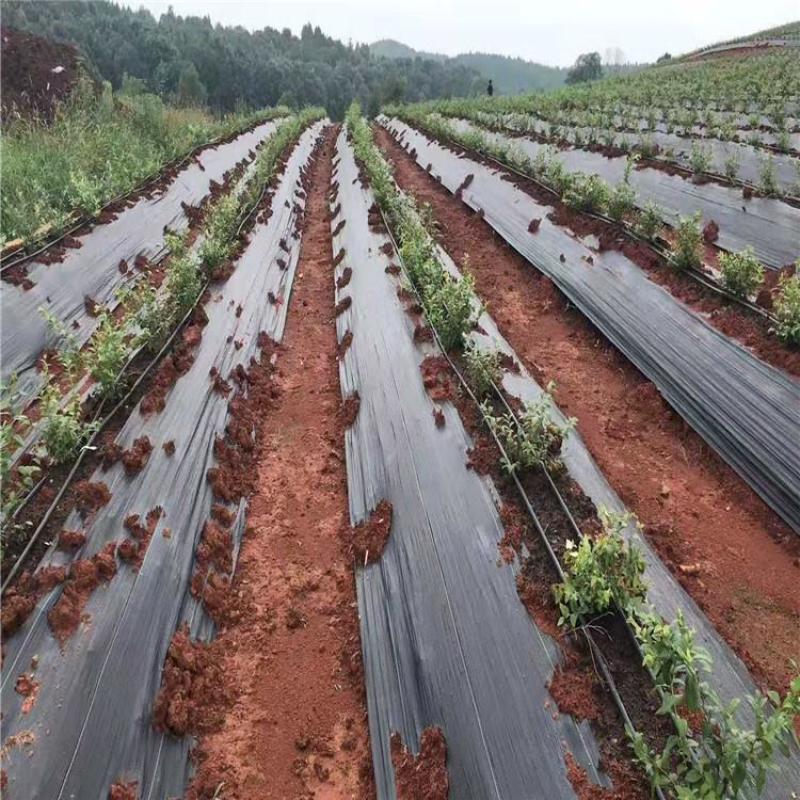 防草布价格除草布厂家园艺地布价格批发