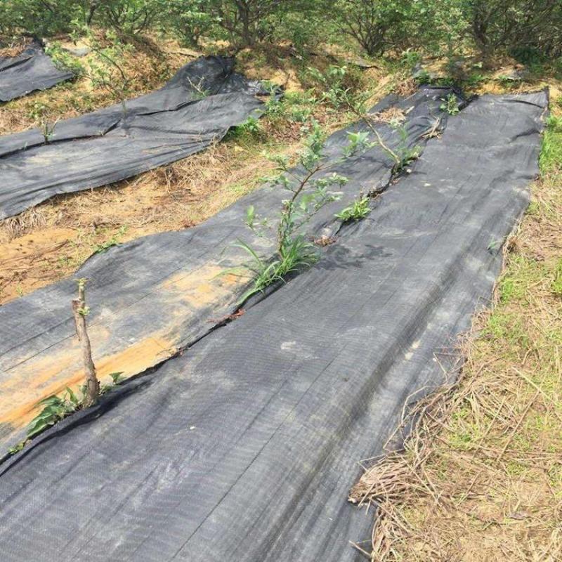 苹果果园防草布多少钱价格，1米宽200米长
