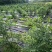苹果果园防草布多少钱价格，1米宽200米长