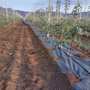 苹果果园防草布多少钱价格，1米宽200米长