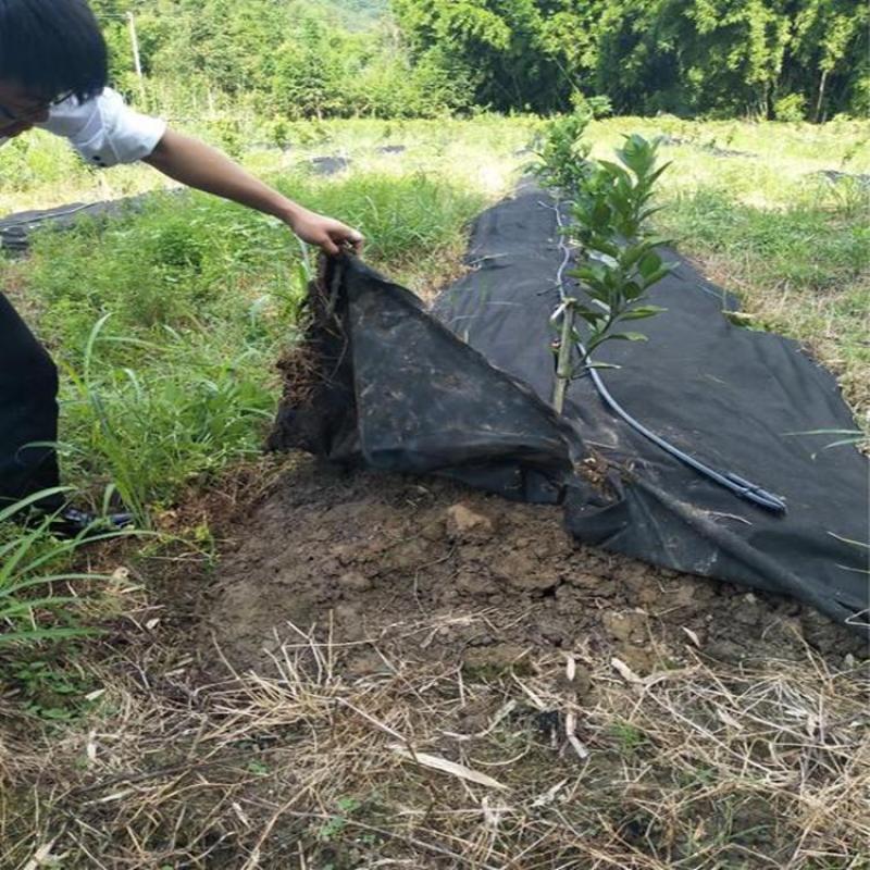 pe除草布厂家，PE除草布价格一亩地多少平方米