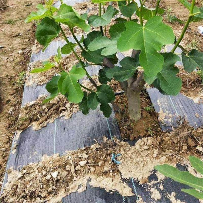 pe除草布厂家，PE除草布价格一亩地多少平方米