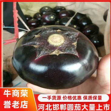 河北精品圆茄常年共货，质量好价格优惠欢迎老板采购
