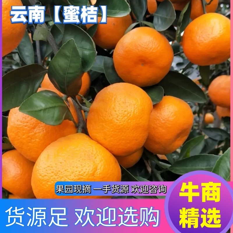 湖北特早柑桔【蜜桔】果园现摘甜度高一手货源欢迎咨询