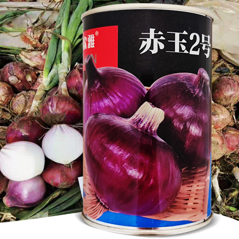赤玉2号中早熟高圆球紫皮洋葱种子100克/罐口感甜脆