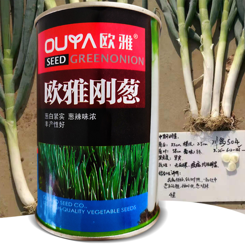欧雅刚葱种子100克/罐秋季大葱种子葱白紧实辣味浓