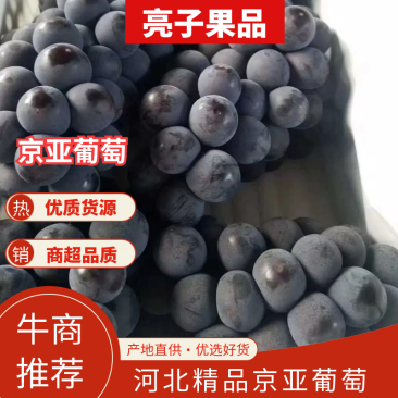 葡萄京亚葡萄河北石家庄晋州京亚葡萄产地直供物美价廉