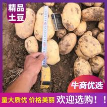 精品土豆质量有保证产地直供支持线上