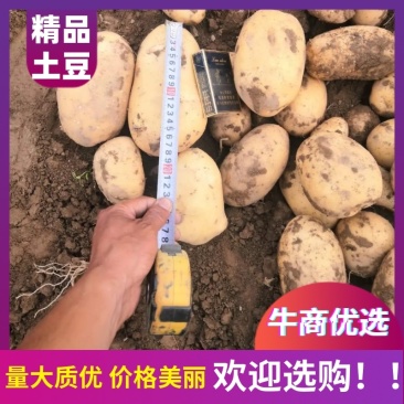 精品土豆质量有保证产地直供支持线上交易