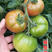铁皮西红柿苗子草莓番茄秘鲁蜜粉绿肩重酸甜口抗病毒大果高产