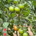 铁皮西红柿苗子草莓番茄秘鲁蜜粉绿肩重酸甜口抗病毒大果高产