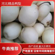河北赵县鸭梨水晶鸭梨产地直供香甜可口可出口超市