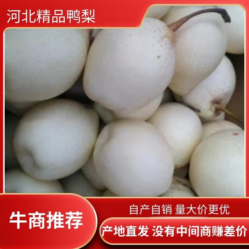 河北赵县鸭梨水晶鸭梨产地直供香甜可口可出口超市