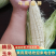 甜糯粘玉米，质量杠杠的，山东淄博临淄齐都镇东石来宾菜场