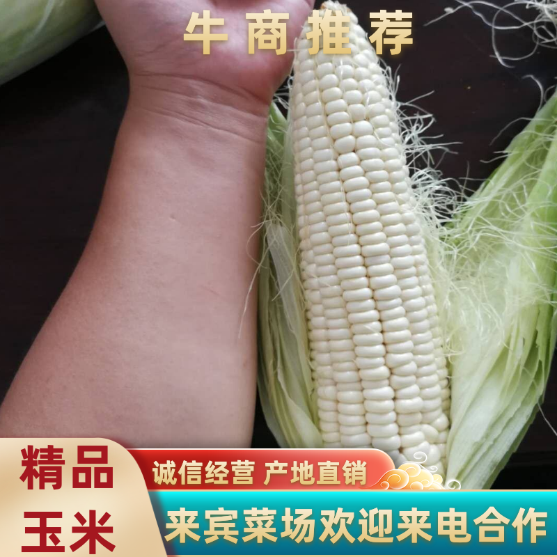 甜糯粘玉米，质量杠杠的，山东淄博临淄齐都镇东石来宾菜场