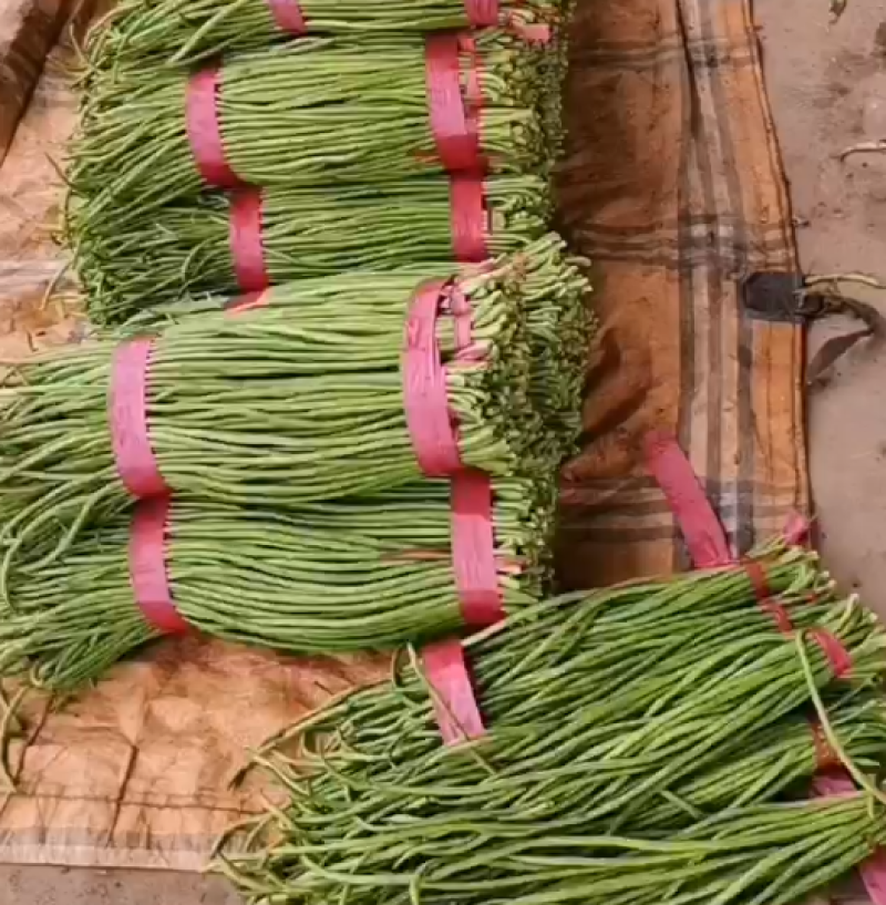 精品长豆角，可供应各大超市，走市场，电商货，各大加工厂货