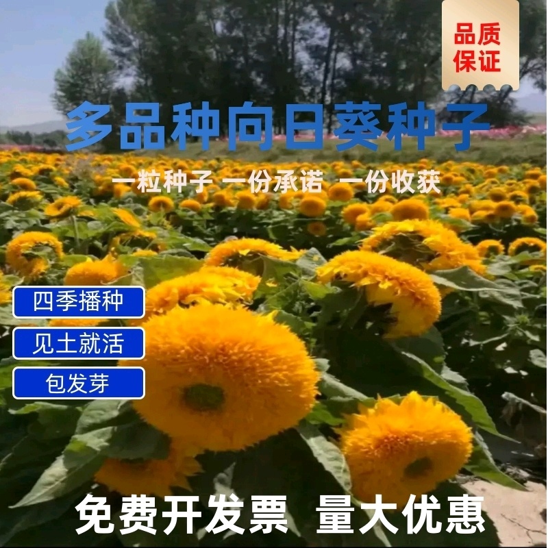 向日葵种子观赏向日葵【多彩向日葵种子】批发红花向日葵