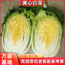 白菜黄心大白菜湖北黄心白菜万亩蔬菜基地欢迎实地考察