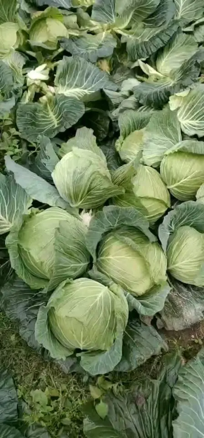 甘蓝牛心包菜牛心头大量上市支持视频看货打款发货