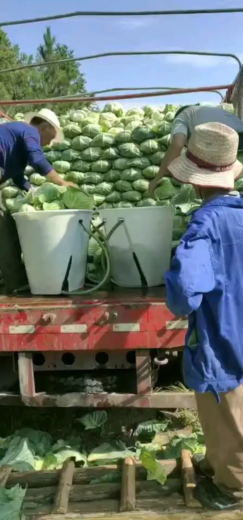 甘蓝牛心包菜牛心头大量上市支持视频看货打款发货