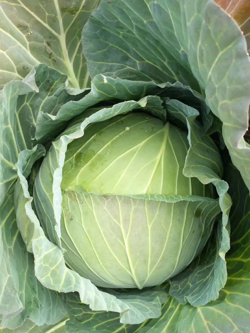 甘蓝牛心包菜牛心头大量上市支持视频看货打款发货