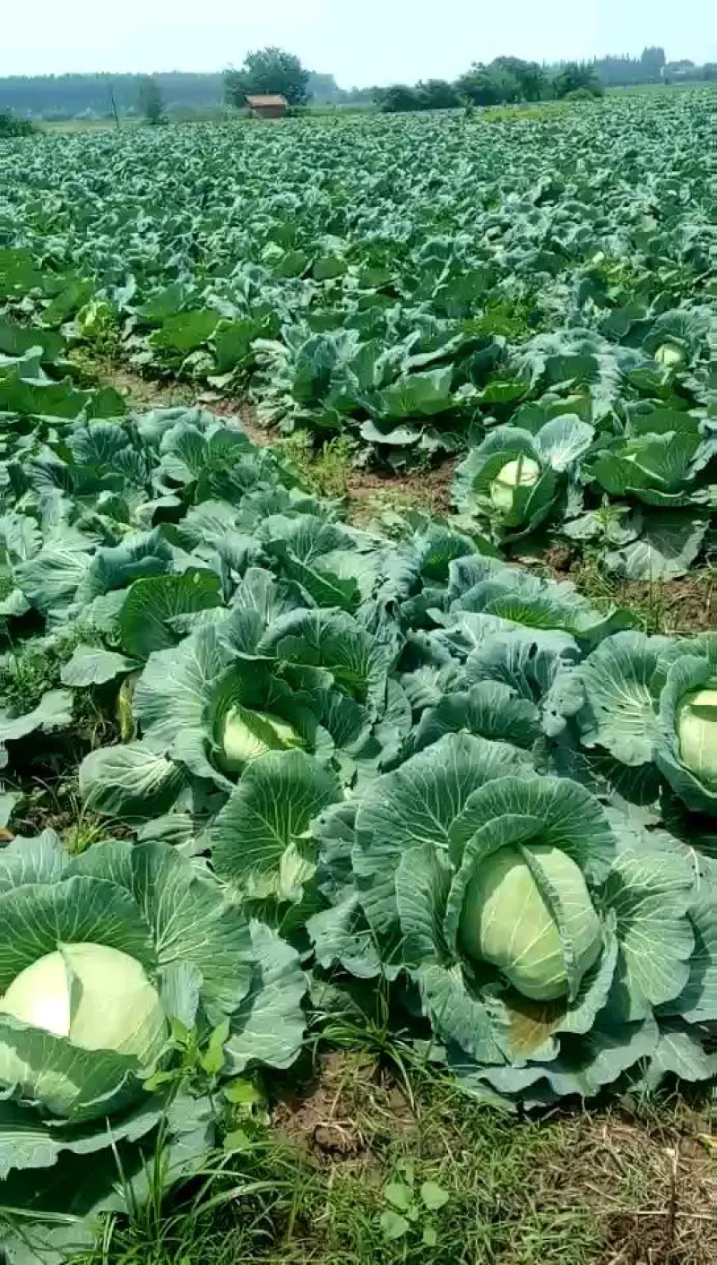 甘蓝牛心包菜牛心头大量上市支持视频看货打款发货