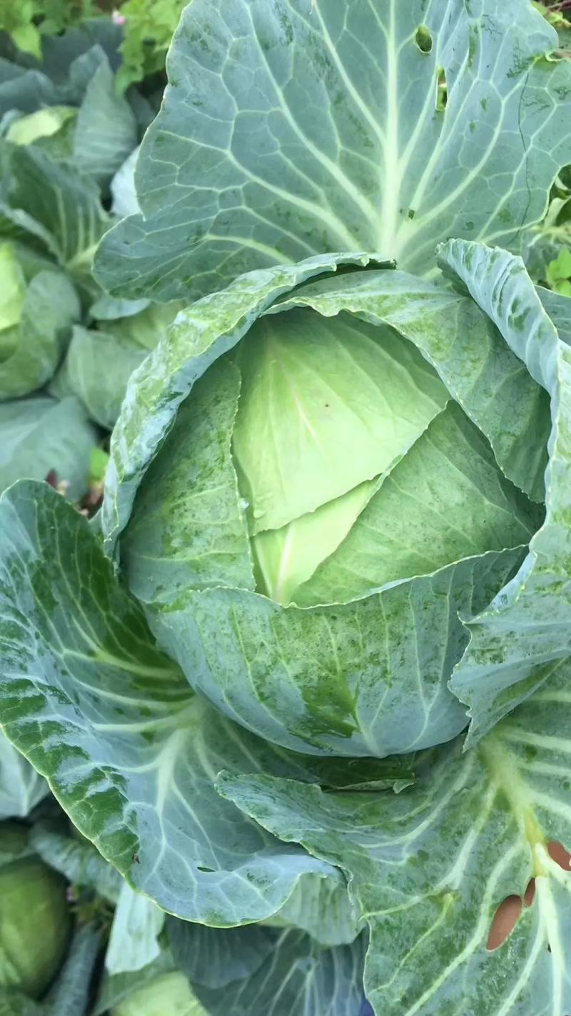甘蓝牛心包菜牛心头大量上市支持视频看货打款发货