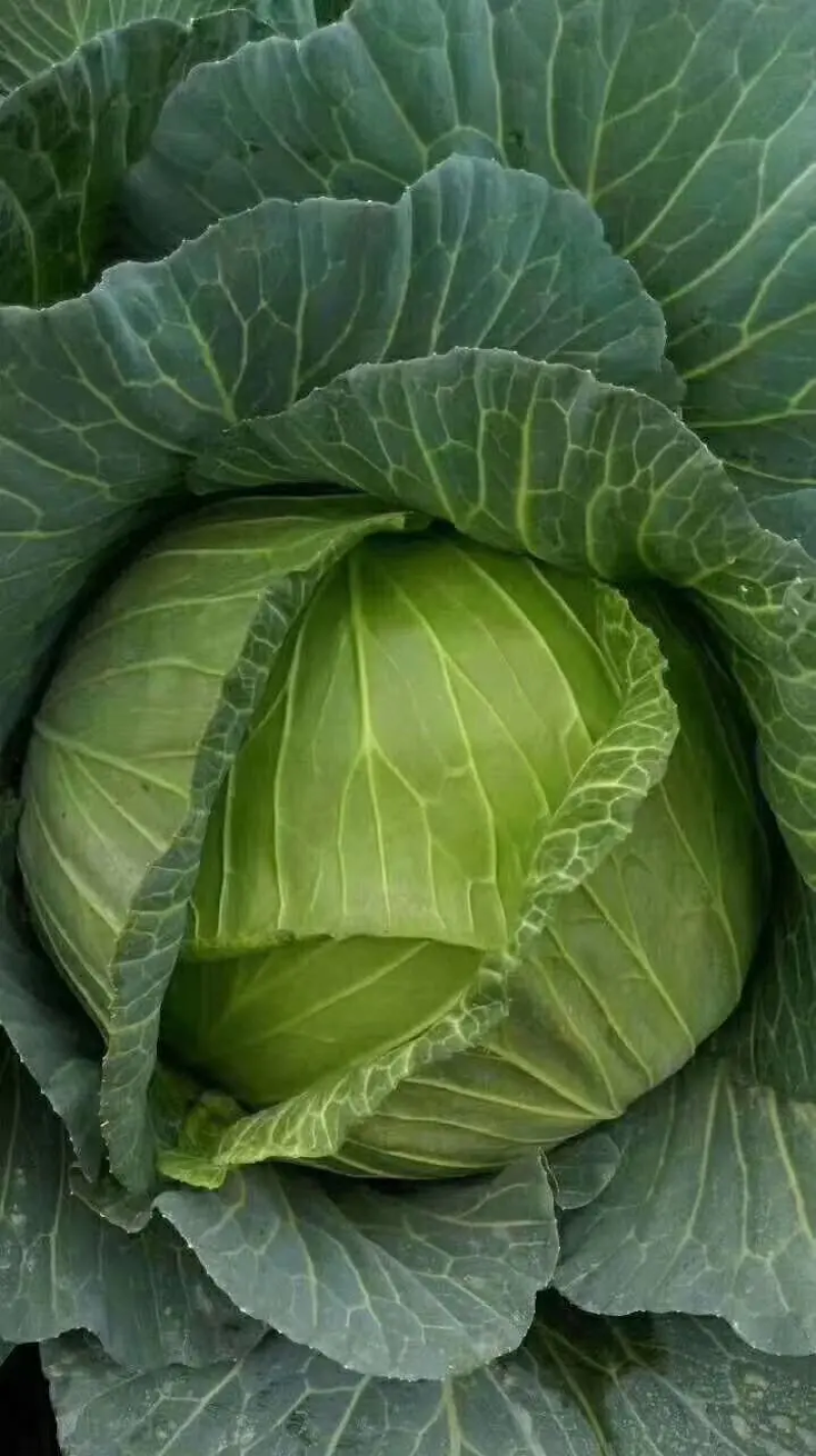 甘蓝牛心包菜牛心头大量上市支持视频看货打款发货