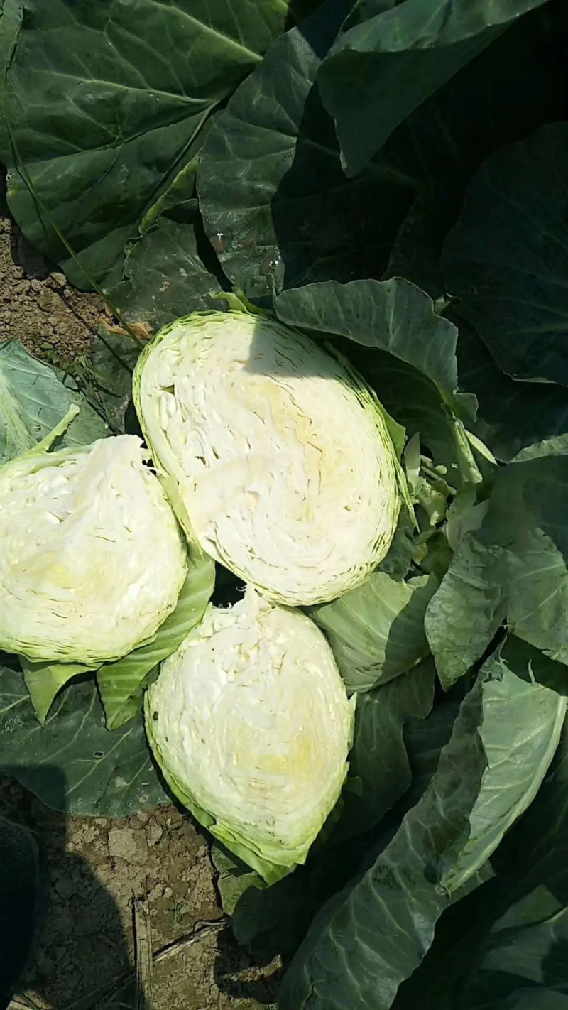 甘蓝牛心包菜牛心头大量上市支持视频看货打款发货