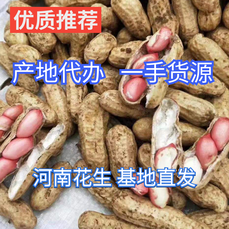 【精品2粒鲜花生】鲁花小白鲨大白鲨罗汉果四粒红