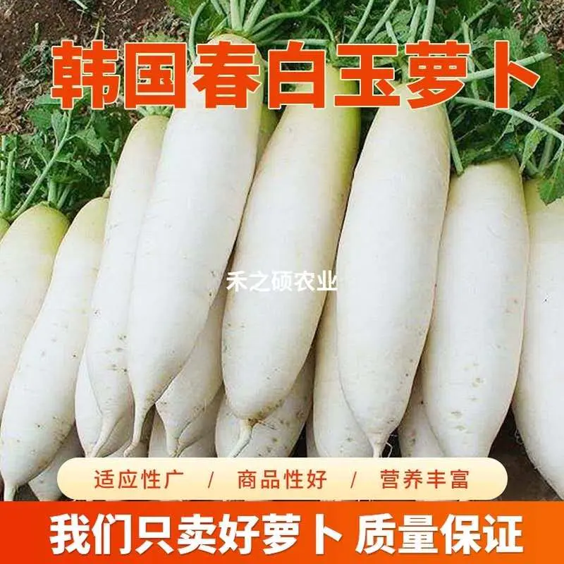 萝卜白萝卜看货采摘保质保量支持发货欢迎订购