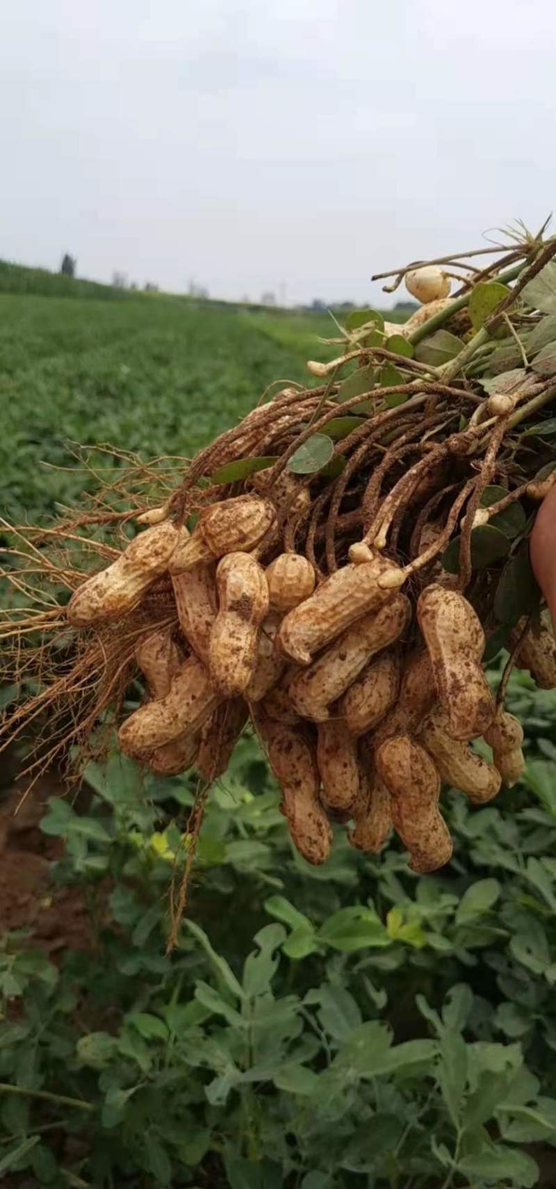 【鲜花生】精品白沙系列花生产地现挖可视频看货