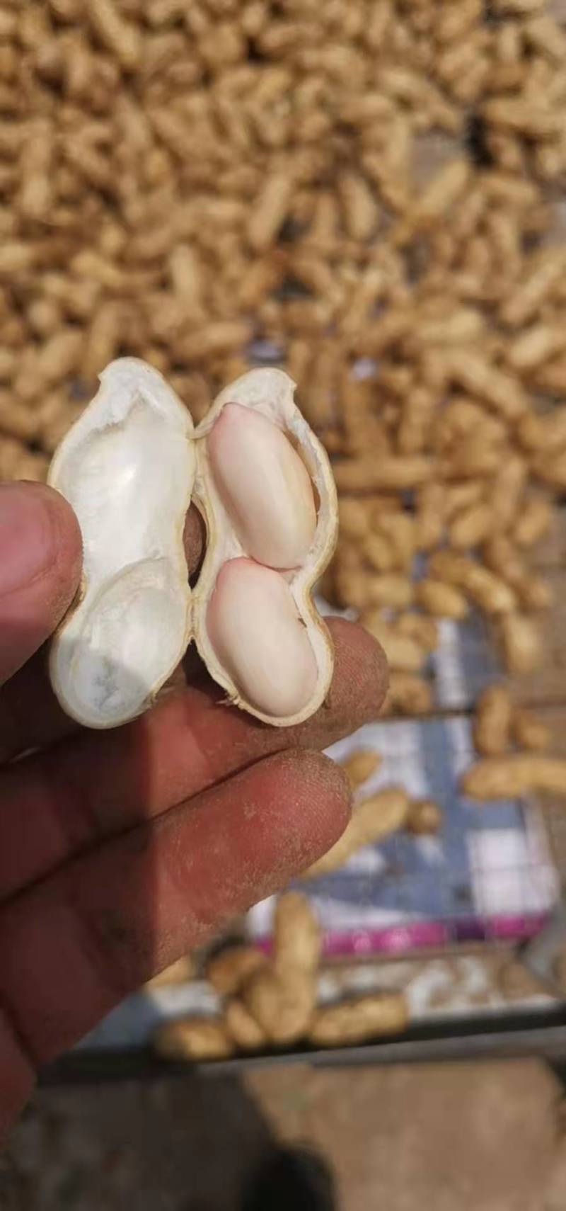 【鲜花生】精品白沙系列花生产地现挖可视频看货