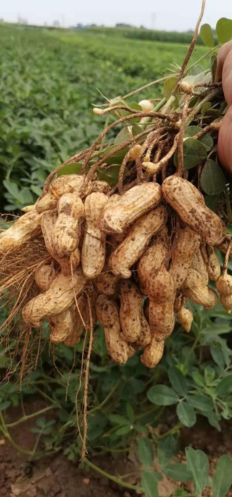 【鲜花生】精品白沙系列花生产地现挖可视频看货