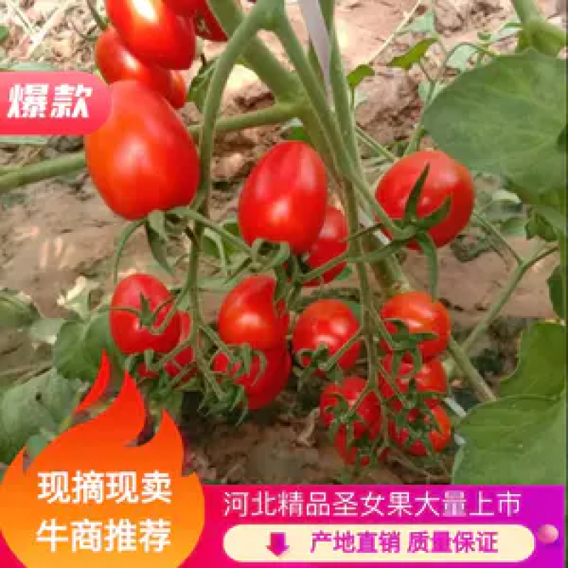 千喜红圣女果上市上万亩圣女果大量供货，产地直发，保质保量