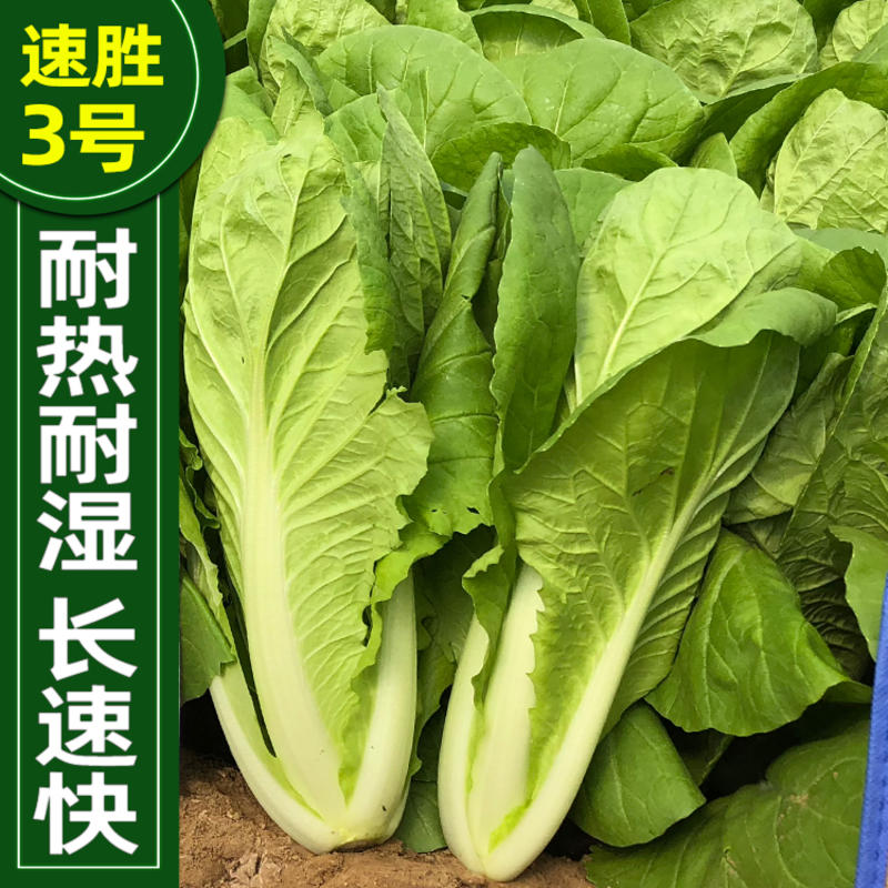 欧雅速胜3号快菜春秋越夏季小白菜种子颜色浓绿耐热耐雨水
