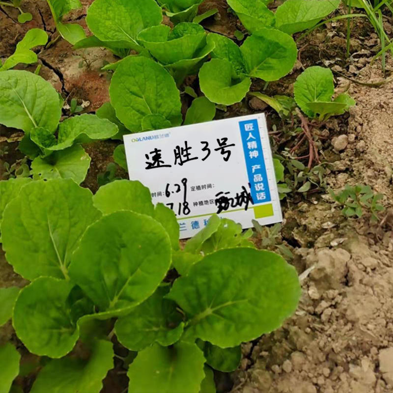 欧雅速胜3号快菜春秋越夏季小白菜种子颜色浓绿耐热耐雨水